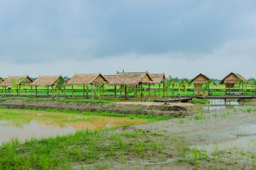 Fototapeta na wymiar View of many huts in the rice fields that have just been cultivated after the rain stopped