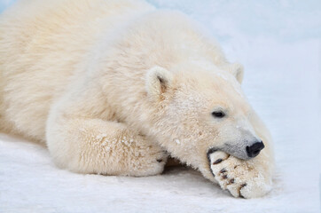 polar bear in the snow