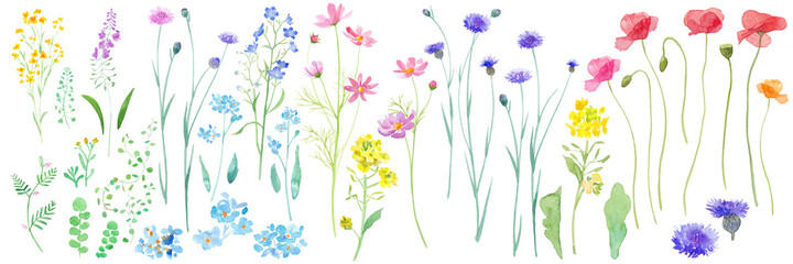 春の野原に咲く花の水彩イラスト。