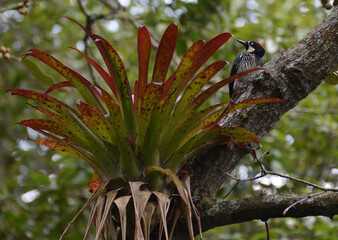 Acorn woodpecker in Guatemala
