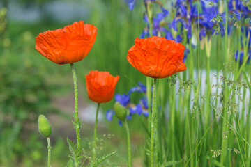 Close up for beautiful red poppy in bloom in the summer garden. 