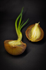 Sprouted onion on a black background.