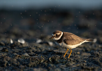 Closeup pf Little ringed plover at Tubli bay, Bahrain