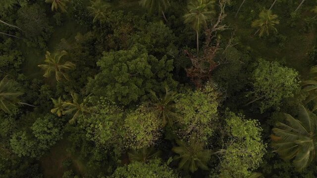 Flying over the lake and the jungle. Sri Lanka. 