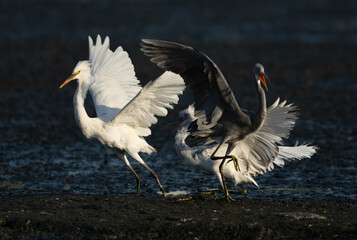 Juvenile Western reef heron chasing other for fish at Tubli bay, Bahrain