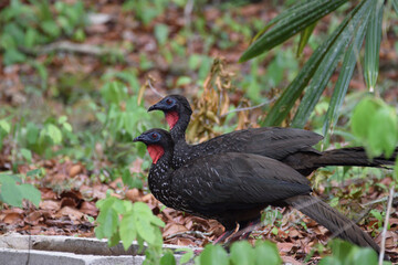 A couple crested guans in Tikal