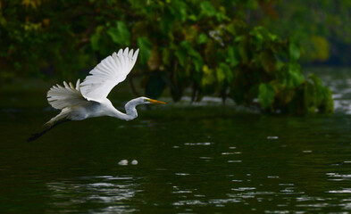 Great egret in Guatemala