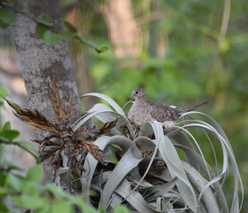 Inca dove roosting on a bromeliad