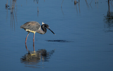 Little blue heron in Belize