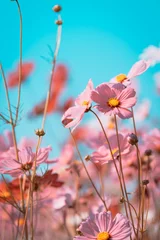 Wall murals Pool beautiful cosmos flowers are blooming in vintage tones with bright sky background.