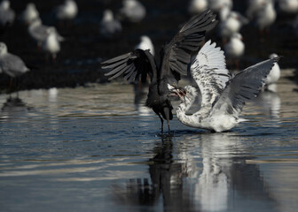Western reef heron snatching fish from others mouth at Tubli bay , Bahrain