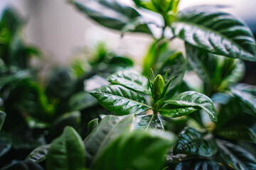 Green leaves of a house plant close-up, selective focus. Beautiful natural background