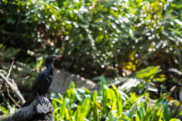 Great Cormorant bird on wood in wild forest,