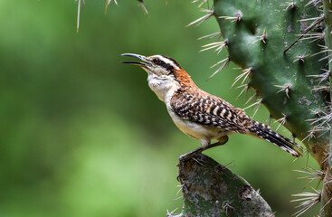 Rufous-naped Wren in Guatemala