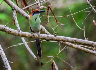 Russet-crowned Motmot in Guatemala