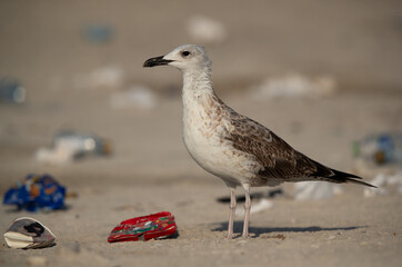 BUSAITEEN, BAHRAIN-03 NOV: Juvenile Lesser Black-backed Gull with leftover thrown by the people at Busaiteen coast of Bahrain on 03 November, 2020