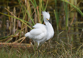 Snowy egret in Peru