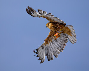 A variable hawk with a chicken head in its claws