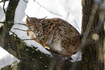 Eurasian Lynx - Lynx lynx, portrait of beautiful shy cat from European forests, Switzerland.