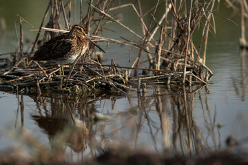 Common snipe at Akser Marsh in the morning hours at Bahrain.