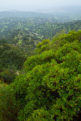 Madroños y bosque mediterráneo, Parque Natural Sierra de Andújar, Jaen, Andalucía, España