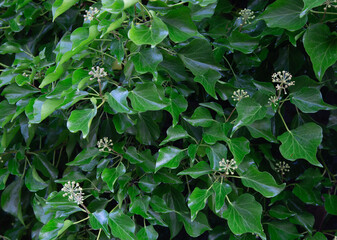 Beautiful fresh green leaf for background