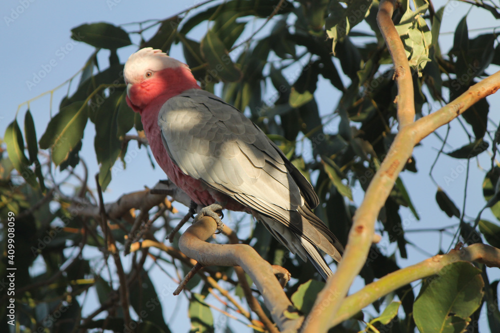 Poster pink galah parrot on a gumtree