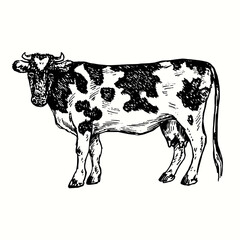Standing cow, side view. Ink black and white drawing. Vector illustration