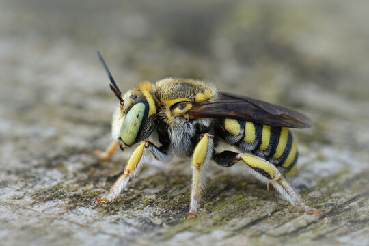 Selective focus shot of Anthidium diadema
