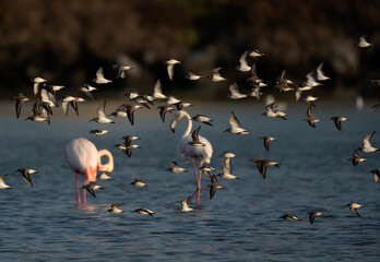 Fototapeta premium Little Stint flying with backdrop of flamingos feeding at Tubli bay, Bahrain