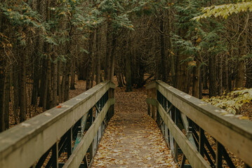entering bridge fall leaves forest