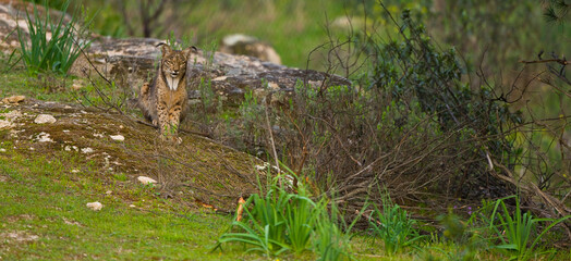 LINCE IBÉRICO (Lynx pardinus) salvaje fotografiado en el Parque Natural Sierra de Andújar, Jaen, Andalucía, España