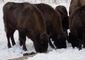 European bison in the wild in winter. Wild animals in winter nature.