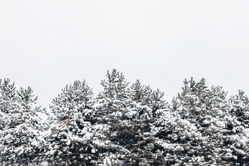 Winter trees - christmas tree in snow, winter nature
Śnieg na choinkach, zimowa natura - obrazy, fototapety, plakaty