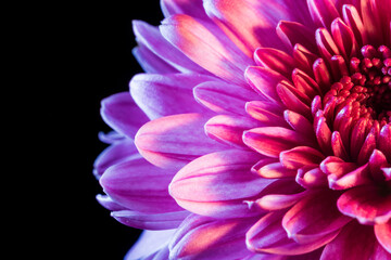 A close-up shot of a dahlia in full bloom