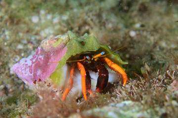 セグロサンゴヤドカリ