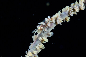 キミシグレカクレエビ