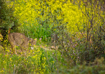 LINCE IBÉRICO- IBERIAN LYNX (Lynx pardinus) salvaje fotografiado en el Parque Natural Sierra de Andújar, Jaen, Andalucía, España