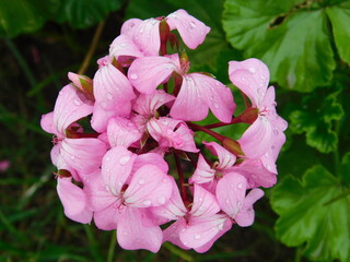 Fototapeta premium Pink Flower