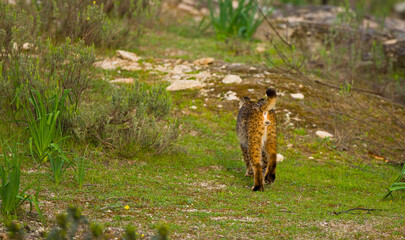 LINCE IBÉRICO- IBERIAN LYNX (Lynx pardinus) salvaje fotografiado en el Parque Natural Sierra de Andújar, Jaen, Andalucía, España