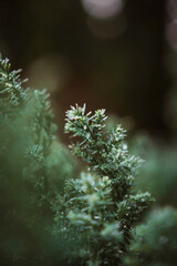 Green plants macro nature in garden.
Zielone rośliny natura w ogrodzie.