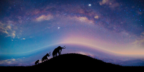 Fototapeta premium The silhouette of an elephant walking through the grass, on milky way background, With the compression artifact technique 