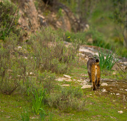 LINCE IBÉRICO- IBERIAN LYNX (Lynx pardinus) salvaje fotografiado en el Parque Natural Sierra de Andújar, Jaen, Andalucía, España