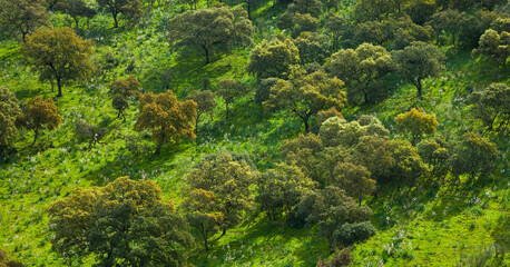 Encinas y Gamones o Asfodelos, Parque Natural Sierra de Andújar, Jaen, Andalucía, España