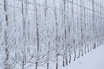 Rows of apple trees,apple orchard in winter with snow, frost, rime, orchard with anti hail nets, anti frost sprayers, constructions, modern agriculture