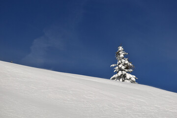 Naturschnee Abhang im Winter an strahlend schönem Tag mit beschneitem Baum vor dunklem, blauem...