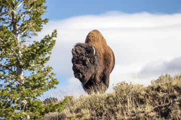 bison in park national park © Jason