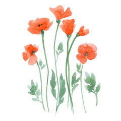 Obraz premium Beautiful floral set with hand drawn watercolor gentle red spring poppy flowers. Stock bouquet illustration.