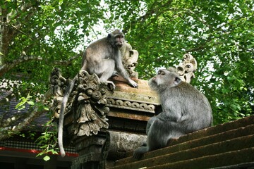 Obraz premium Monkeys in the temple yard in Ubud, Bali