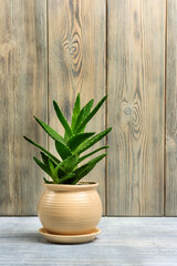 Aloe vera flower in a ceramic pot on a background of boards.